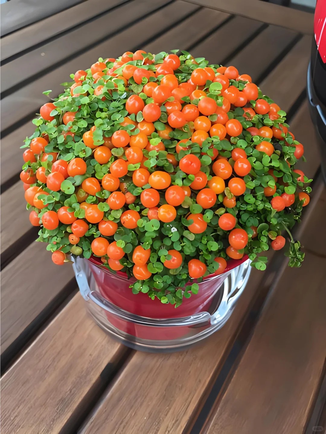 Bảo bối phong thủy cho Tết Bính Ngọ 2026: Trân châu cam – điểm nhấn tuyệt vời - Ảnh 21.