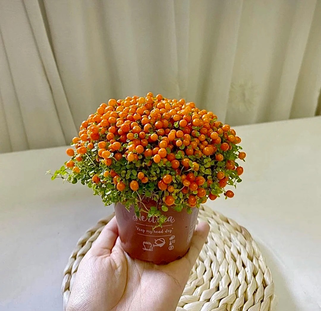 Bảo bối phong thủy cho Tết Bính Ngọ 2026: Trân châu cam – điểm nhấn tuyệt vời - Ảnh 13.