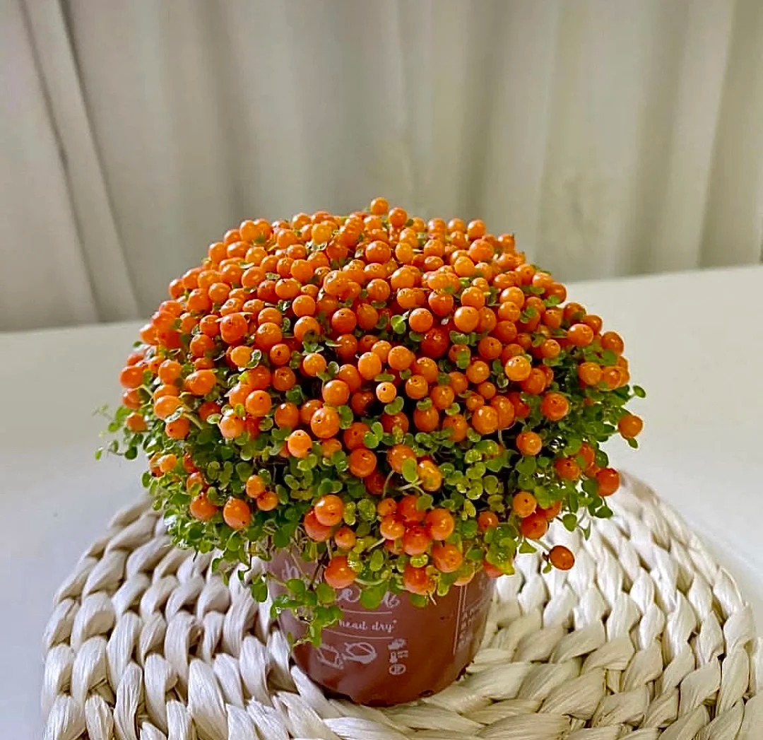 Bảo bối phong thủy cho Tết Bính Ngọ 2026: Trân châu cam – điểm nhấn tuyệt vời - Ảnh 11.