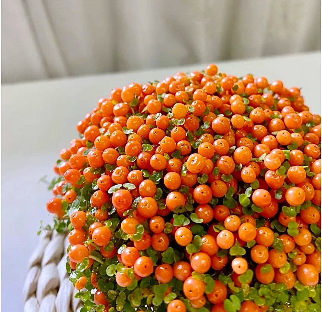 Bảo bối phong thủy cho Tết Bính Ngọ 2026: Trân châu cam – điểm nhấn tuyệt vời - Ảnh 10.