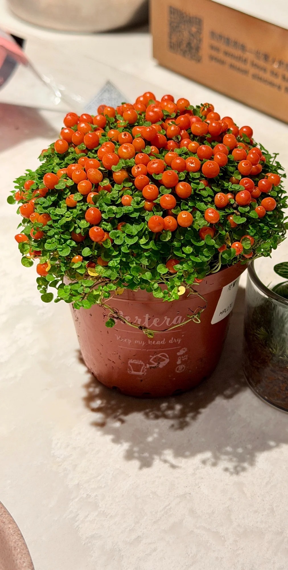 Bảo bối phong thủy cho Tết Bính Ngọ 2026: Trân châu cam – điểm nhấn tuyệt vời - Ảnh 9.