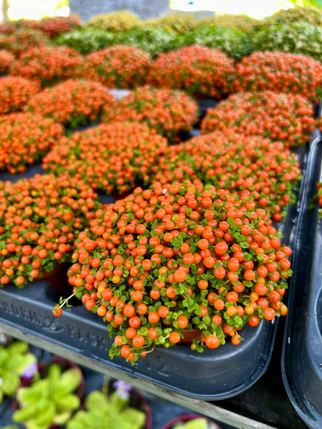 Bảo bối phong thủy cho Tết Bính Ngọ 2026: Trân châu cam – điểm nhấn tuyệt vời - Ảnh 3.