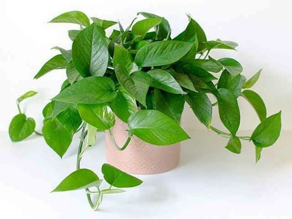 4 loại c&acirc;y "nhả oxy ban đ&ecirc;m" nh&agrave; n&agrave;o cũng n&ecirc;n c&oacute;: Đặt đ&uacute;ng vị tr&iacute;, tăng vượng kh&iacute;, l&agrave;m g&igrave; cũng thuận- Ảnh 1.