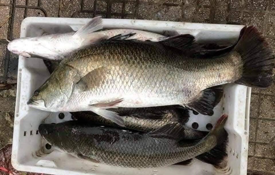 3 loại c&aacute; &acirc;m thầm nu&ocirc;i tr&iacute; n&atilde;o: Chợ Việt b&aacute;n đầy nhưng chỉ d&acirc;n s&agrave;nh mới biết để mua- Ảnh 1.