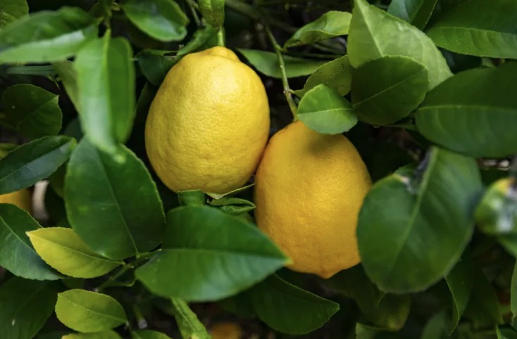 Cay Chanh 1768899182768 1768899183262665172658