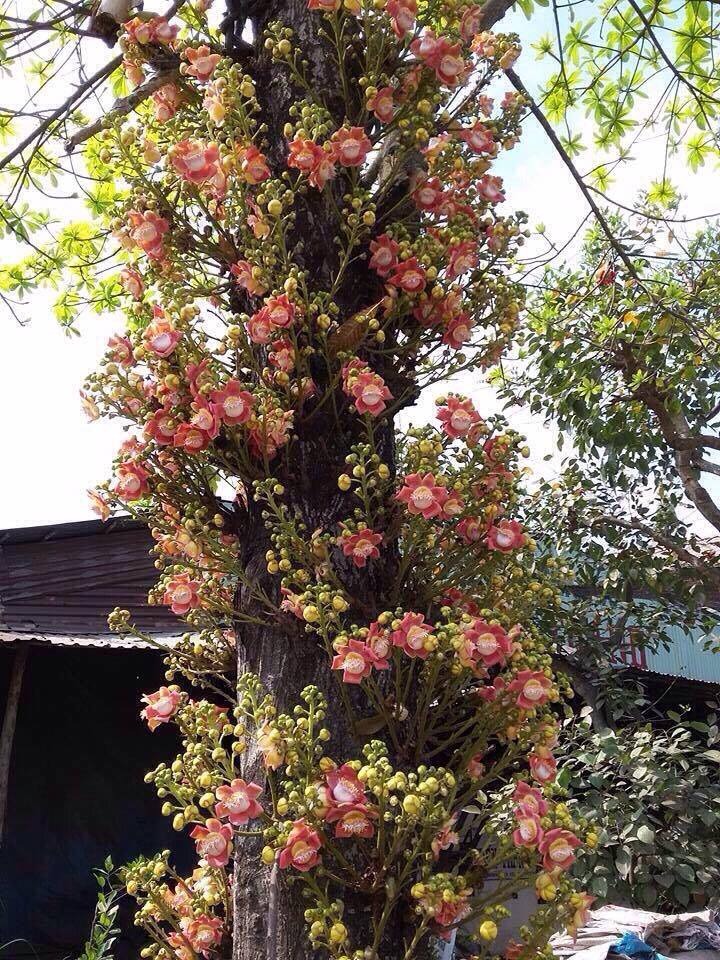 Ban c&ocirc;ng nh&agrave; gi&agrave;u thường đặt 5 loại c&acirc;y n&agrave;y để trấn giữ của cải, tiền bạc ở lại l&acirc;u hơn- Ảnh 8.