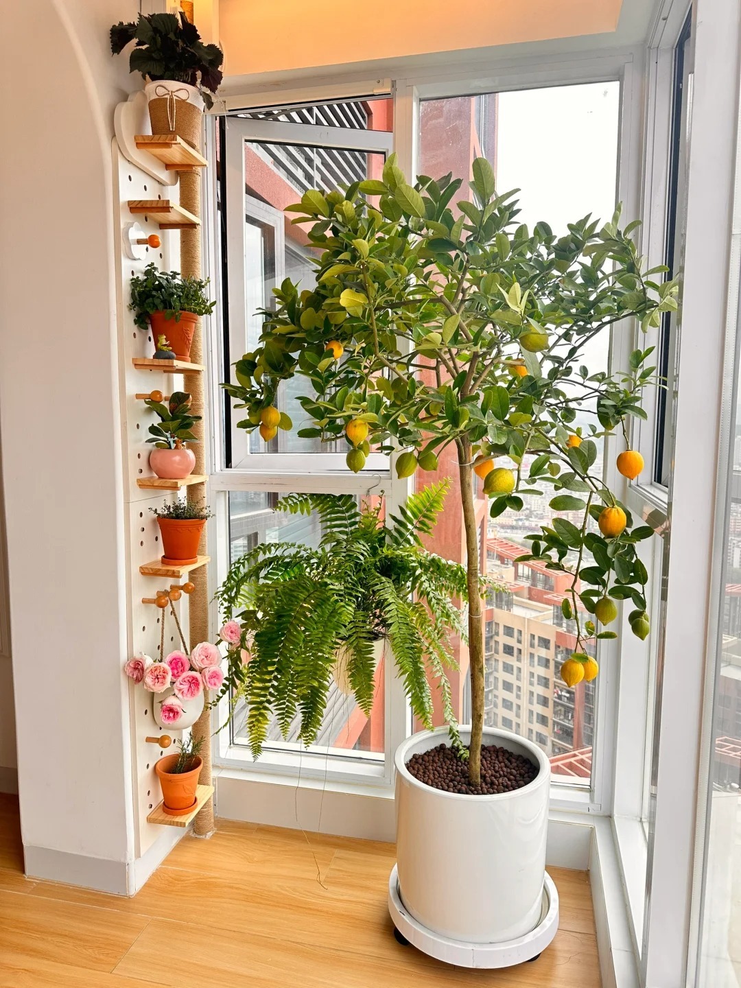 Ban c&ocirc;ng nh&agrave; gi&agrave;u thường đặt 5 loại c&acirc;y n&agrave;y để trấn giữ của cải, tiền bạc ở lại l&acirc;u hơn- Ảnh 2.