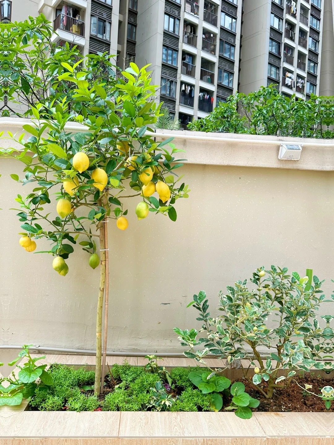 Ban c&ocirc;ng nh&agrave; gi&agrave;u thường đặt 5 loại c&acirc;y n&agrave;y để trấn giữ của cải, tiền bạc ở lại l&acirc;u hơn- Ảnh 3.