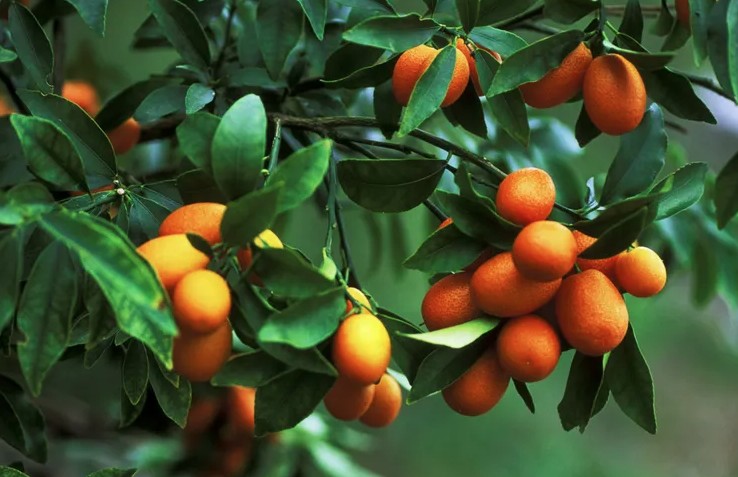 Quat 1768899185985 17688991875601789546161