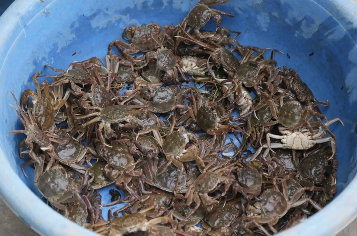 Thuc Pham Giau Canxi 2 1768878568534 1768878568845734558216