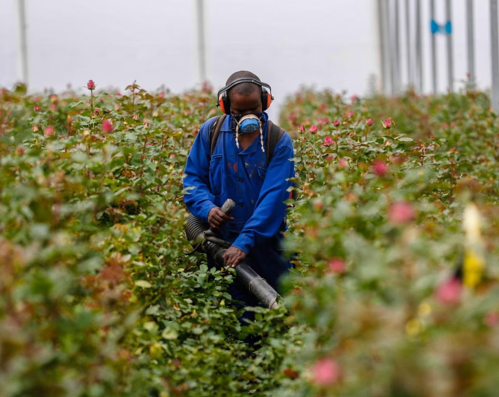 Ch&acirc;u &Acirc;u cảnh b&aacute;o nguy cơ từ hoa tươi: Tử vong do thuốc trừ s&acirc;u trong thai kỳ - Ảnh 2.