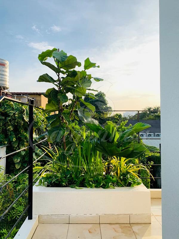 Ban c&ocirc;ng nh&agrave; gi&agrave;u thường đặt 5 loại c&acirc;y n&agrave;y để trấn giữ của cải, tiền bạc ở lại l&acirc;u hơn- Ảnh 11.