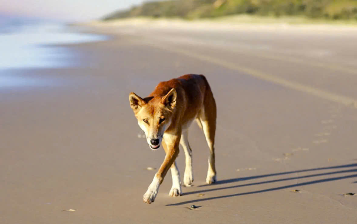 C&ocirc; g&aacute;i 19 tuổi tử vong b&iacute; ẩn tr&ecirc;n b&atilde;i biển giữa 10 con ch&oacute; hoang - Ảnh 2.