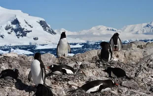 Chim c&aacute;nh cụt Nam Cực thay đổi mạnh m&ugrave;a sinh sản do biến đổi kh&iacute; hậu - Ảnh 1.