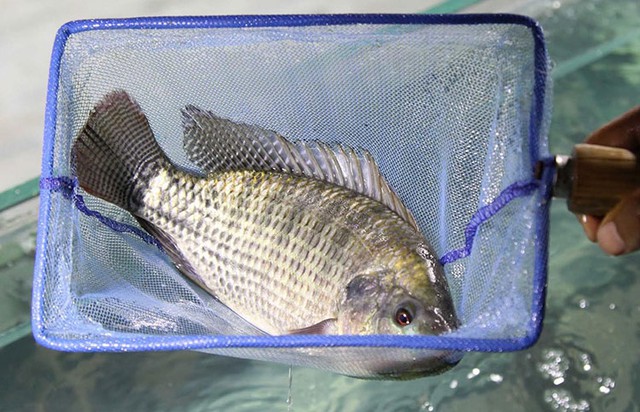 Mặt h&agrave;ng của Việt Nam nằm trong top 10 thế giới, loạt quốc gia lớn m&ecirc; đắm, c&oacute; nơi tăng nhập khẩu 7.551%- Ảnh 2.