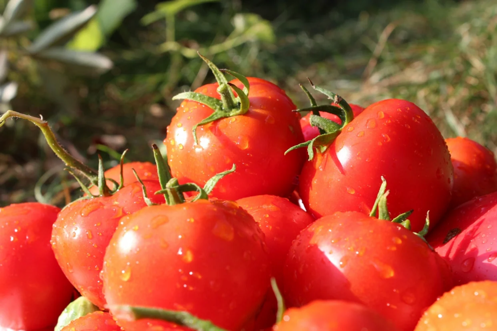 6 Loại Rau Tốt Nhất Đừng Vội Cho Vào Tủ Lạnh, Bác Sĩ Khuyên Để Nhiệt Độ Phòng Vẫn Là 