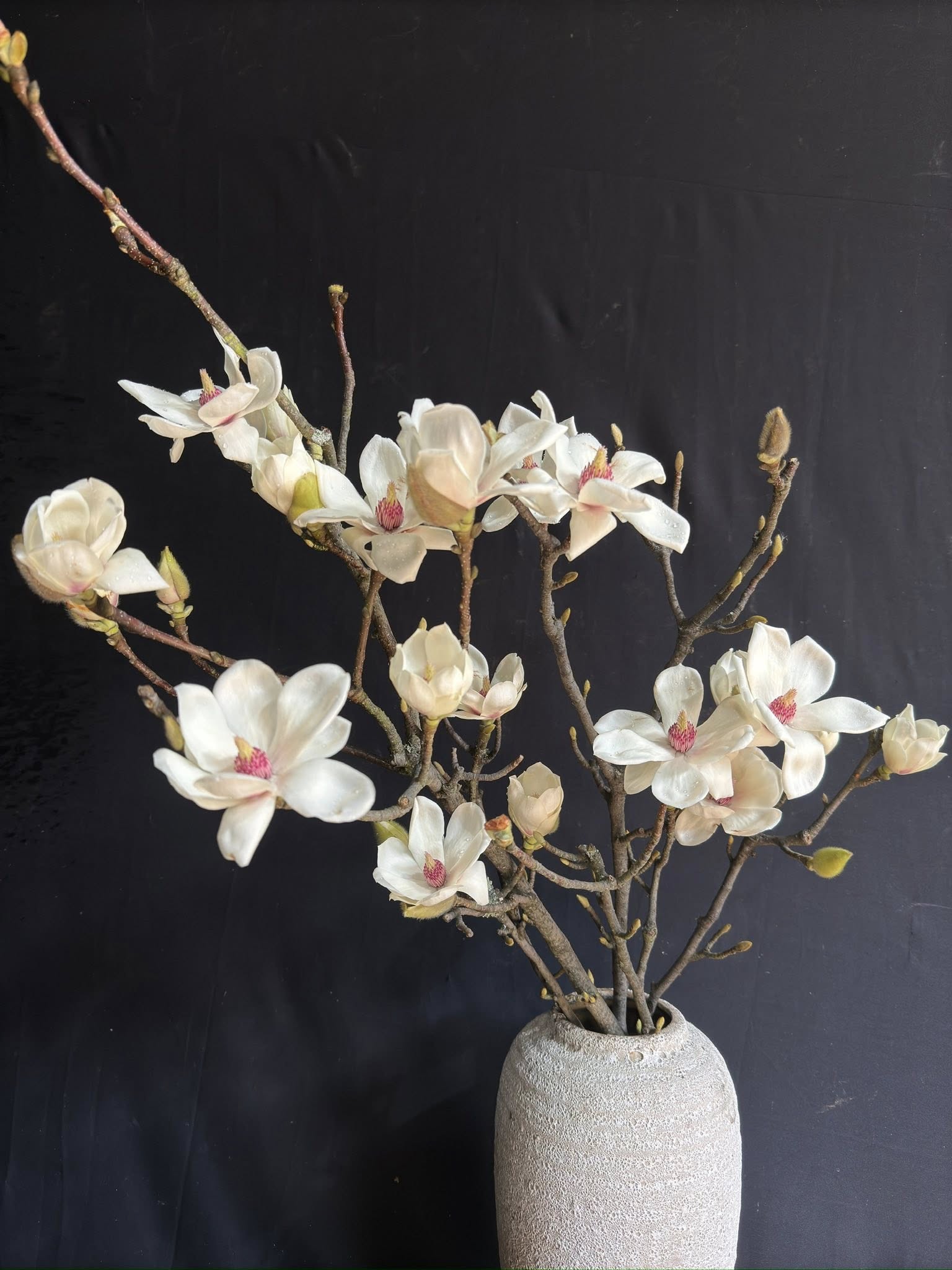 Lo&agrave;i hoa Tết hot nhất 2026: Mộc lan đẹp m&ecirc; hồn cho kh&ocirc;ng gian sống - Ảnh 2.