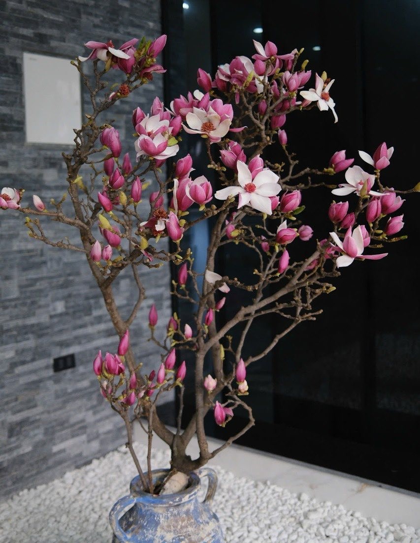 Lo&agrave;i hoa Tết hot nhất 2026: Mộc lan đẹp m&ecirc; hồn cho kh&ocirc;ng gian sống - Ảnh 1.