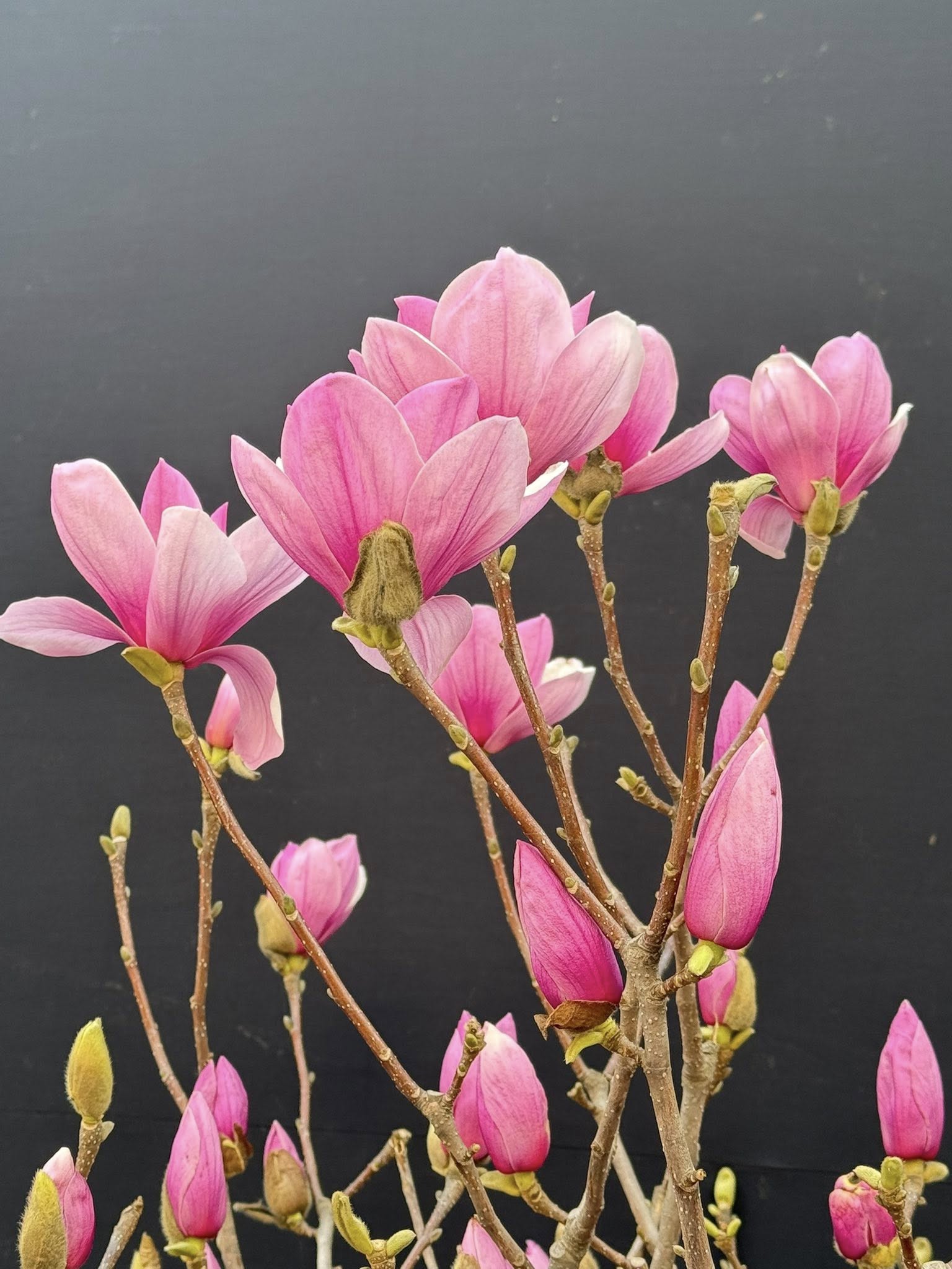 Lo&agrave;i hoa Tết hot nhất 2026: Mộc lan đẹp m&ecirc; hồn cho kh&ocirc;ng gian sống - Ảnh 3.