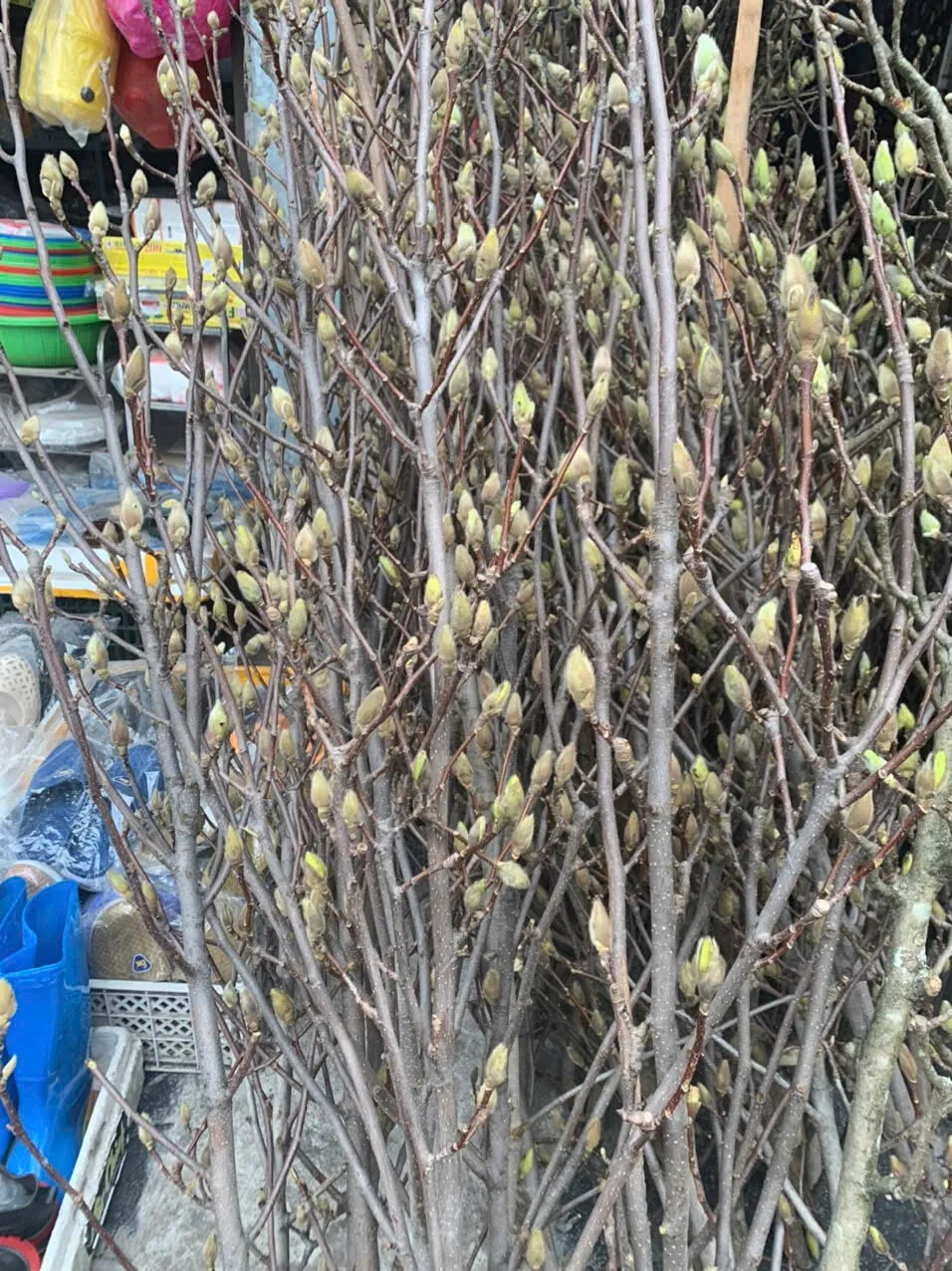 Lo&agrave;i hoa Tết hot nhất 2026: Mộc lan đẹp m&ecirc; hồn cho kh&ocirc;ng gian sống - Ảnh 17.