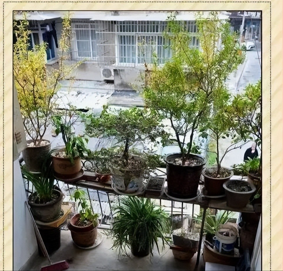 Bán căn hộ sang, tôi về ở tầng trệt khu phố cũ sau 20 năm: Cái giá thật sự của "nhà cao - tiện nghi" khiến tôi tỉnh ra- Ảnh 2. Bán căn hộ sang, tôi về ở tầng trệt khu phố cũ sau 20 năm: Cái giá thật sự của "nhà cao - tiện nghi" khiến tôi tỉnh ra- Ảnh 2.