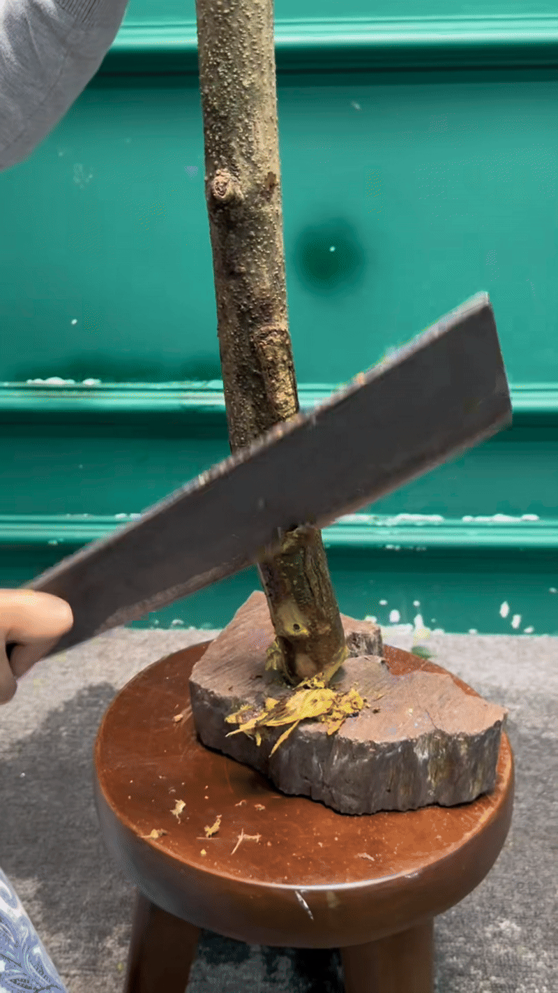 Lo&agrave;i hoa Tết hot nhất 2026: Mộc lan đẹp m&ecirc; hồn cho kh&ocirc;ng gian sống - Ảnh 14.