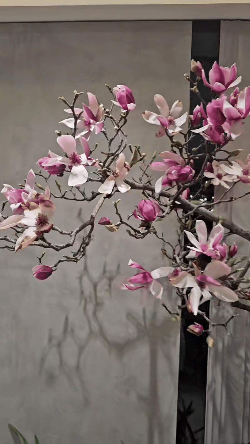 Lo&agrave;i hoa Tết hot nhất 2026: Mộc lan đẹp m&ecirc; hồn cho kh&ocirc;ng gian sống - Ảnh 6.