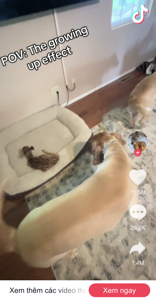 Một c&ocirc; ch&oacute; "nhận nu&ocirc;i" nai con bị bỏ rơi, c&aacute;i kết sau v&agrave;i năm khiến triệu người tan chảy- Ảnh 2.