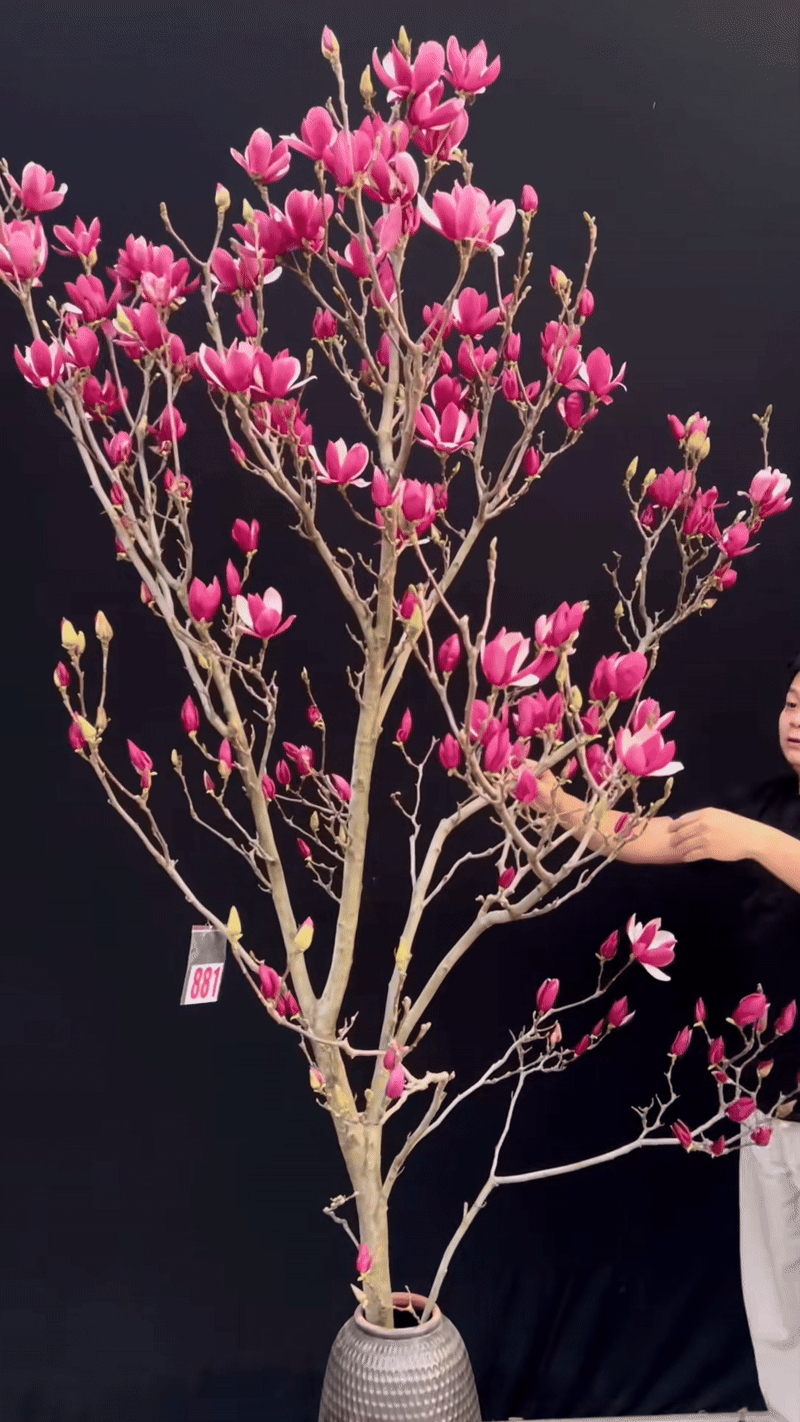 Lo&agrave;i hoa Tết hot nhất 2026: Mộc lan đẹp m&ecirc; hồn cho kh&ocirc;ng gian sống - Ảnh 13.