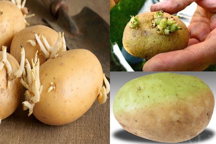 7 loại thực phẩm tưởng chừng an toàn nhưng có thể chứa chất độc: Gia đình bạn nên kiểm tra ngay- Ảnh 2. 7 loại thực phẩm tưởng chừng an toàn nhưng có thể chứa chất độc: Gia đình bạn nên kiểm tra ngay- Ảnh 2.