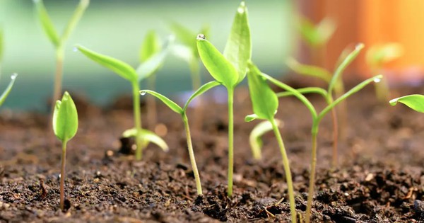 4 Loại Cây Cần Được Gieo Trồng Ngay Bây Giờ - Ảnh 2.