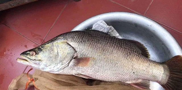 12 loại cá bổ ngang nhân sâm tổ yến, ngọt thịt, ít xương dăm, chợ Việt bán từ 40.000 đồng/kg- Ảnh 5. 12 loại cá bổ ngang nhân sâm tổ yến, ngọt thịt, ít xương dăm, chợ Việt bán từ 40.000 đồng/kg- Ảnh 5.