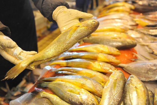 Người Sành Ăn Khi Mua Cá Thường Chỉ Chọn 5 Loại Cá Biển Này: Không Thể Nuôi Nhân Tạo, Hoàn Toàn Là Cá Đánh Bắt Tự Nhiên, Người Sành Ăn Khi Mua Cá Thường Chỉ Chọn 5 Loại Cá Biển Này: Không Thể Nuôi Nhân Tạo, Hoàn Toàn Là Cá Đánh Bắt Tự Nhiên,