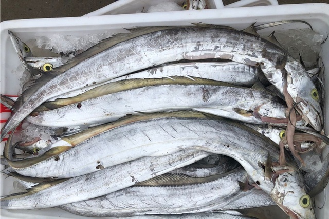 Người Sành Ăn Khi Mua Cá Thường Chỉ Chọn 5 Loại Cá Biển Này: Không Thể Nuôi Nhân Tạo, Hoàn Toàn Là Cá Đánh Bắt Tự Nhiên, Người Sành Ăn Khi Mua Cá Thường Chỉ Chọn 5 Loại Cá Biển Này: Không Thể Nuôi Nhân Tạo, Hoàn Toàn Là Cá Đánh Bắt Tự Nhiên,