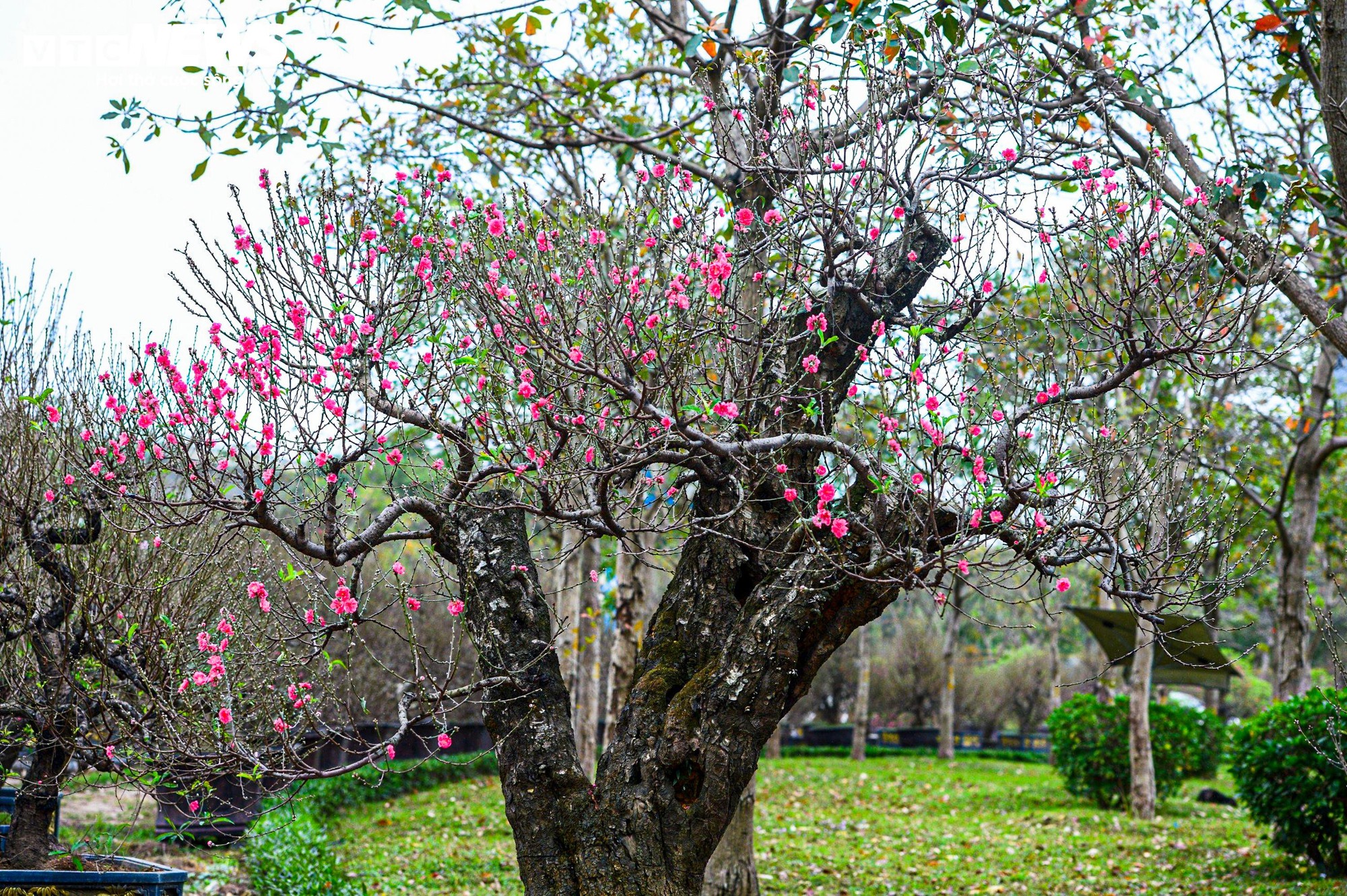 Chủ vườn H&agrave; Nội chăm s&oacute;c đ&agrave;o cổ thụ đ&oacute;n Tết Nguy&ecirc;n đ&aacute;n với r&ecirc;u giữ ẩm - Ảnh 10.