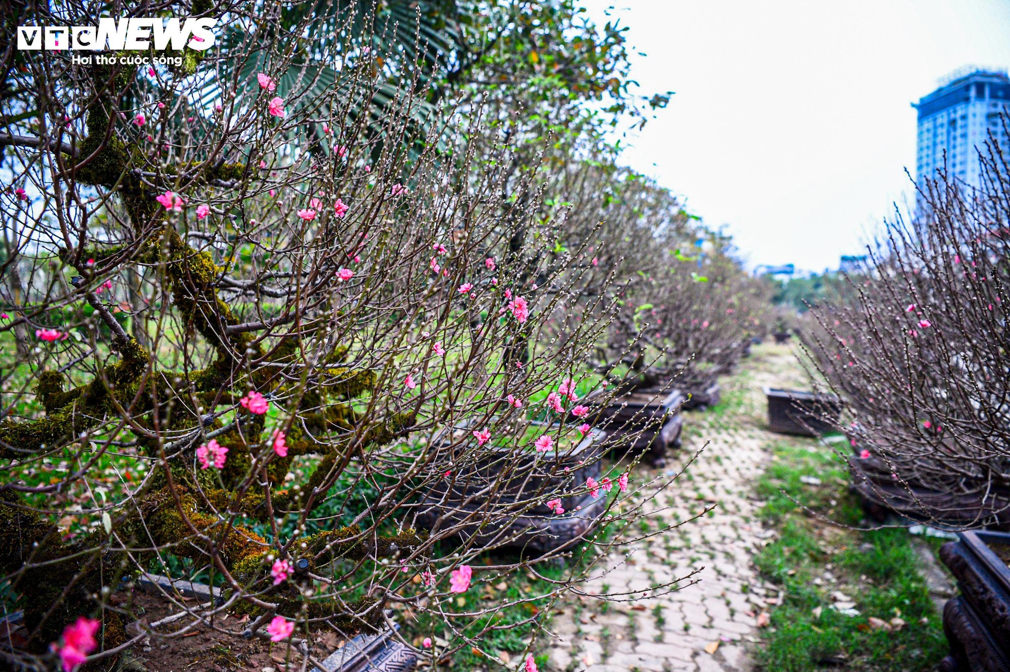 Chủ vườn H&agrave; Nội chăm s&oacute;c đ&agrave;o cổ thụ đ&oacute;n Tết Nguy&ecirc;n đ&aacute;n với r&ecirc;u giữ ẩm - Ảnh 12.