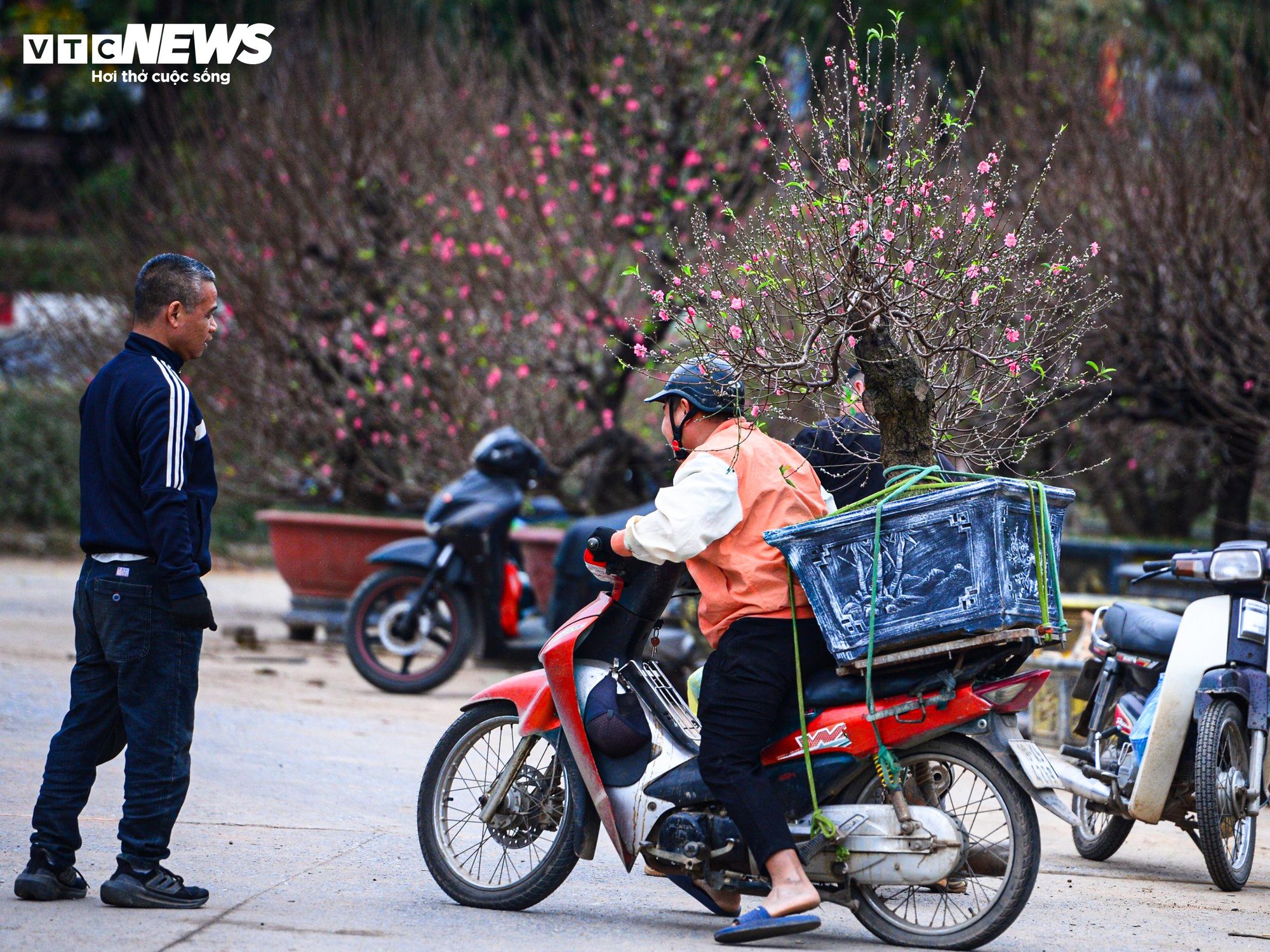 Chủ vườn H&agrave; Nội chăm s&oacute;c đ&agrave;o cổ thụ đ&oacute;n Tết Nguy&ecirc;n đ&aacute;n với r&ecirc;u giữ ẩm - Ảnh 11.