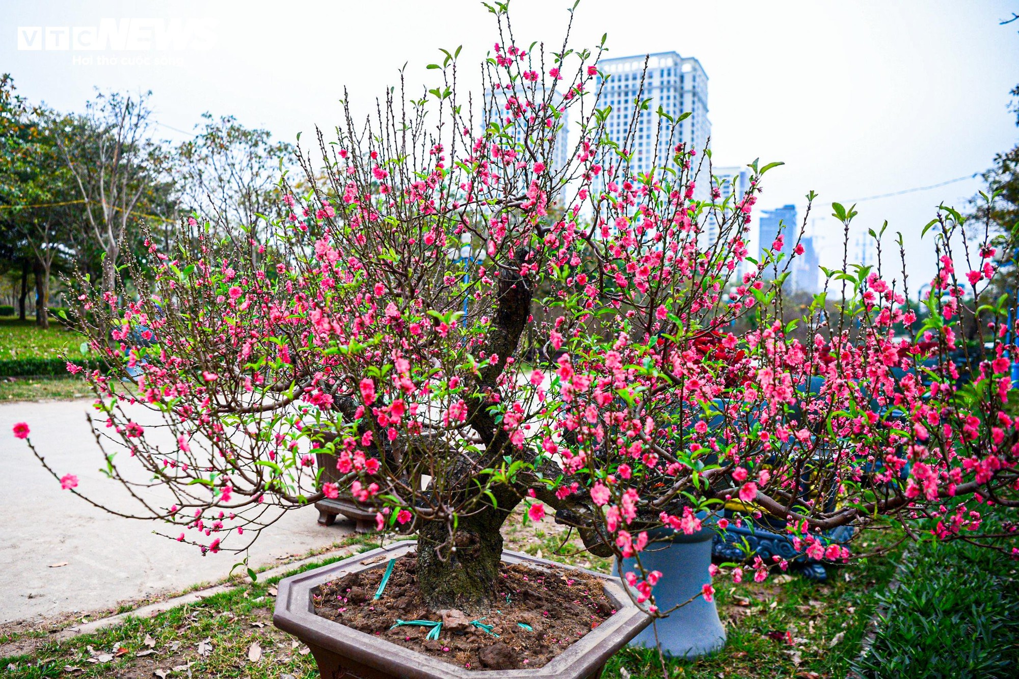 Chủ vườn H&agrave; Nội chăm s&oacute;c đ&agrave;o cổ thụ đ&oacute;n Tết Nguy&ecirc;n đ&aacute;n với r&ecirc;u giữ ẩm - Ảnh 1.