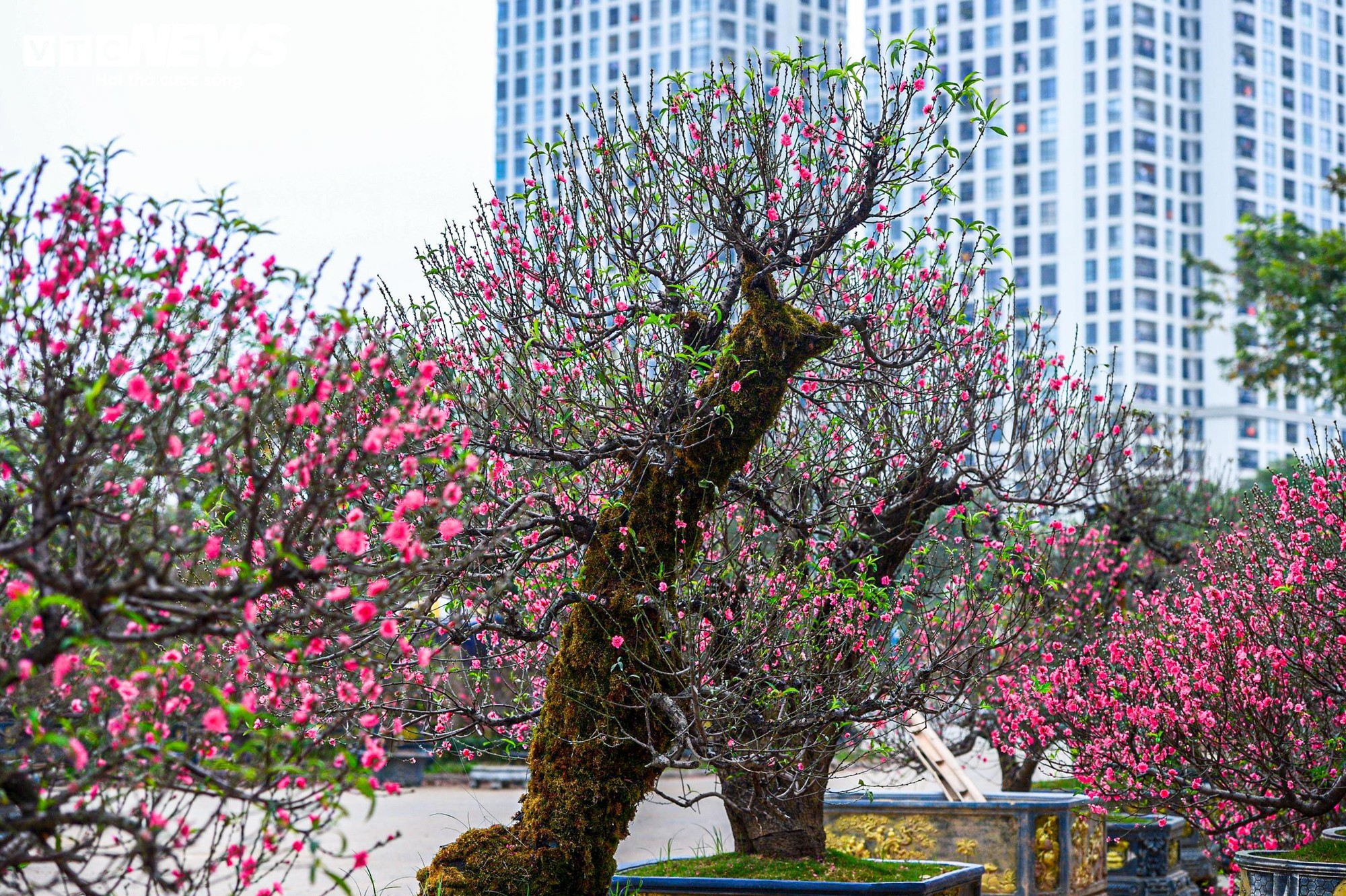 Chủ vườn H&agrave; Nội chăm s&oacute;c đ&agrave;o cổ thụ đ&oacute;n Tết Nguy&ecirc;n đ&aacute;n với r&ecirc;u giữ ẩm - Ảnh 2.
