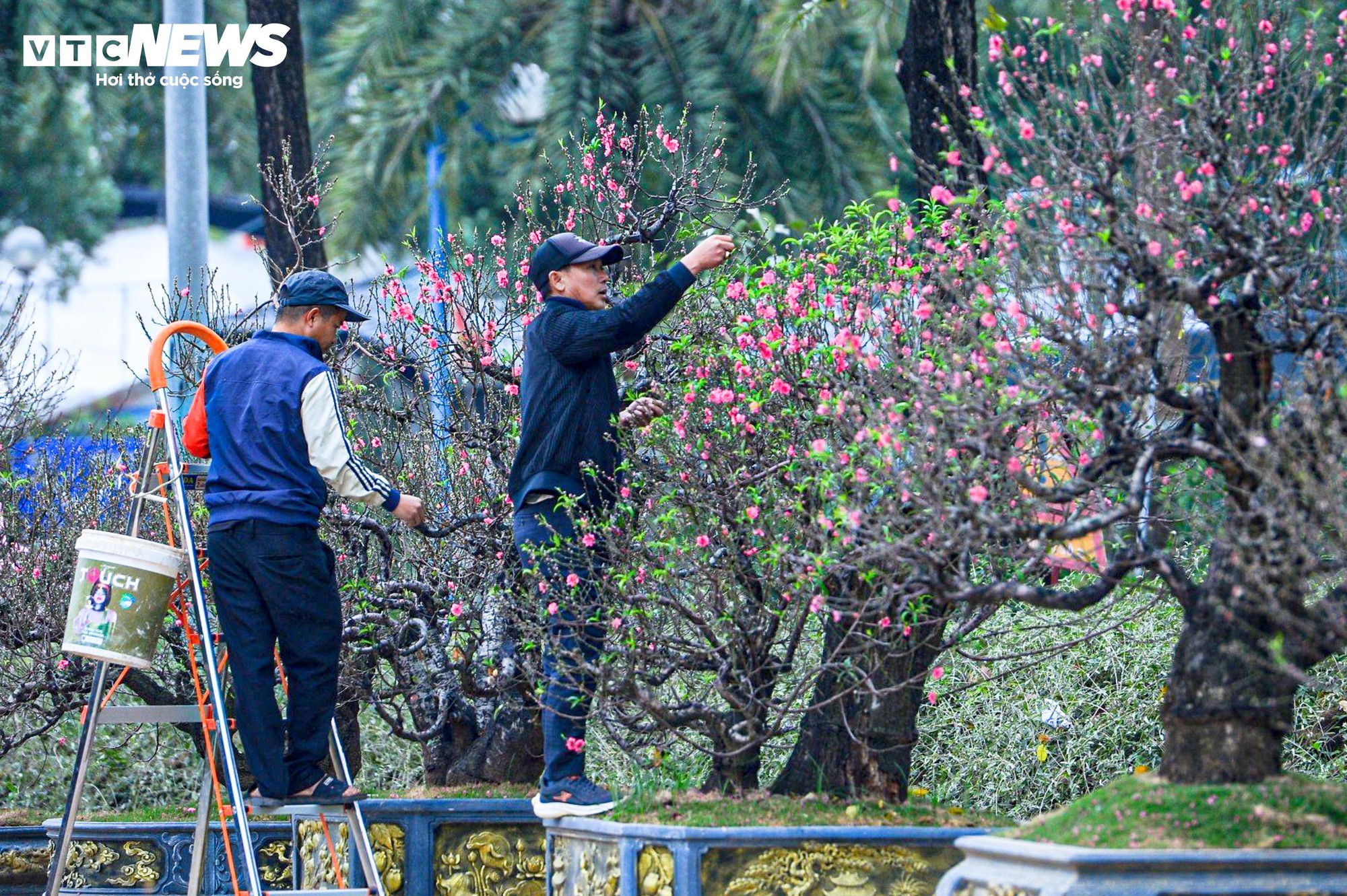 Chủ vườn H&agrave; Nội chăm s&oacute;c đ&agrave;o cổ thụ đ&oacute;n Tết Nguy&ecirc;n đ&aacute;n với r&ecirc;u giữ ẩm - Ảnh 3.
