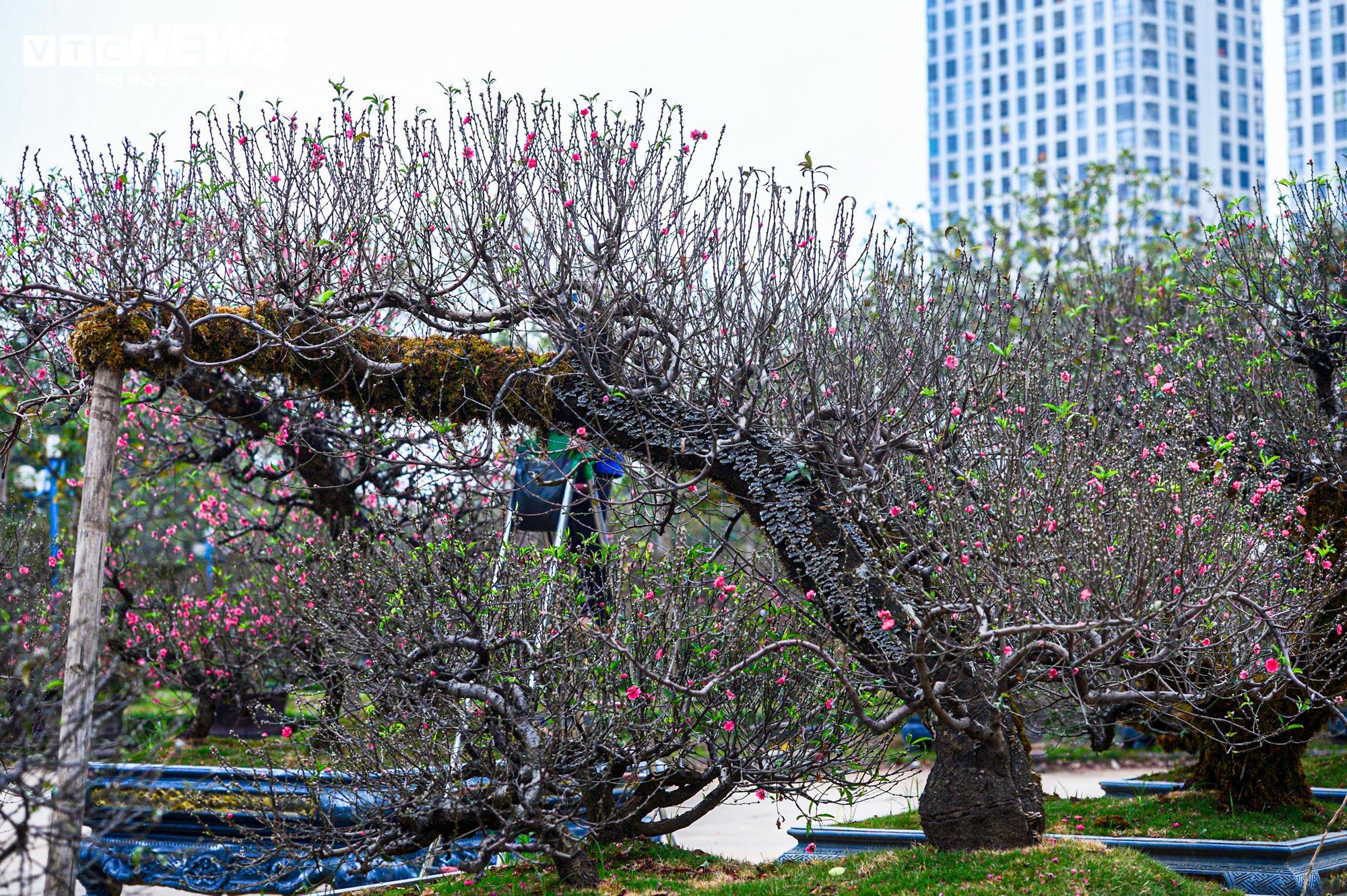 Chủ vườn H&agrave; Nội chăm s&oacute;c đ&agrave;o cổ thụ đ&oacute;n Tết Nguy&ecirc;n đ&aacute;n với r&ecirc;u giữ ẩm - Ảnh 4.