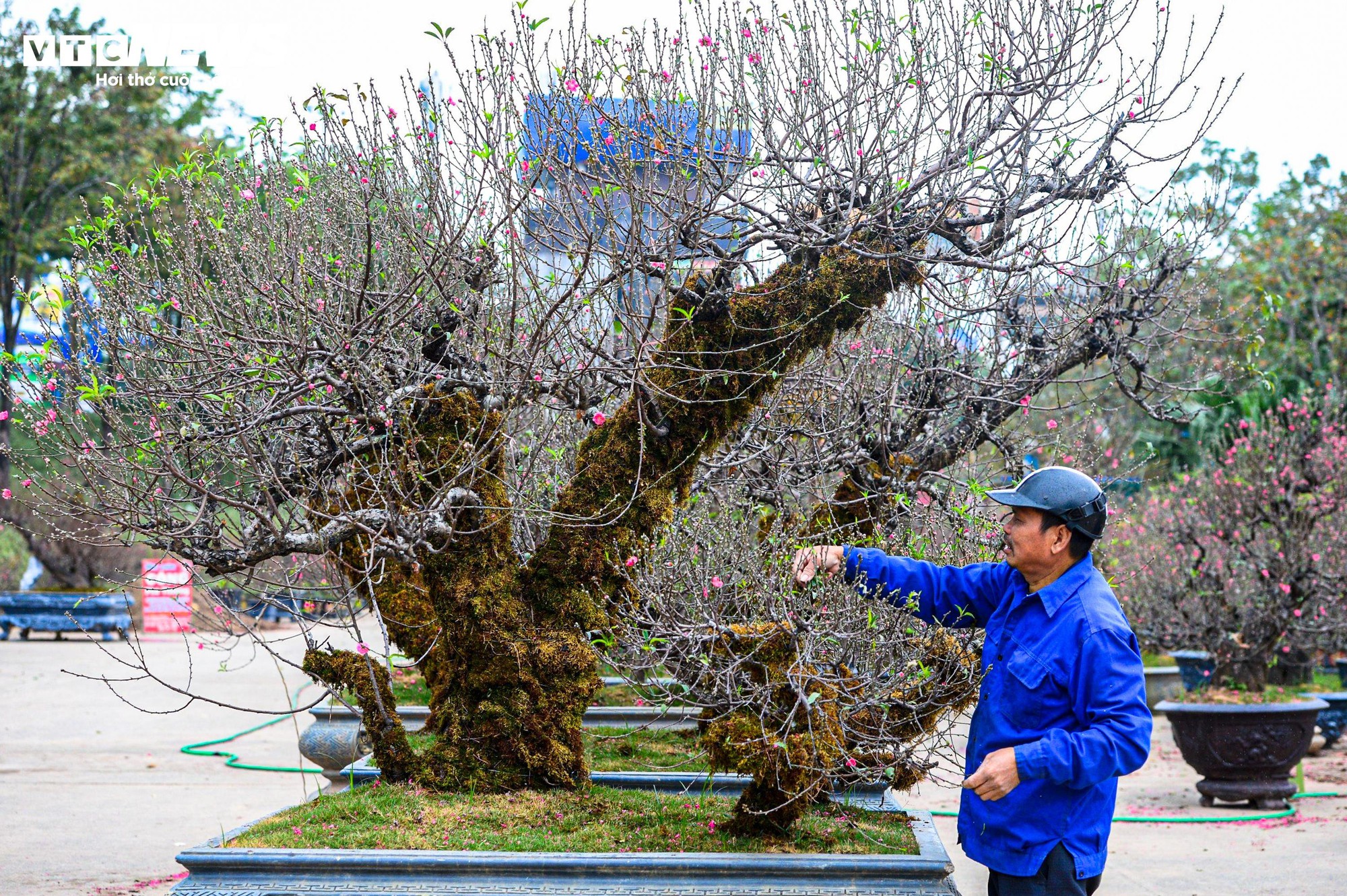 Chủ vườn H&agrave; Nội chăm s&oacute;c đ&agrave;o cổ thụ đ&oacute;n Tết Nguy&ecirc;n đ&aacute;n với r&ecirc;u giữ ẩm - Ảnh 5.