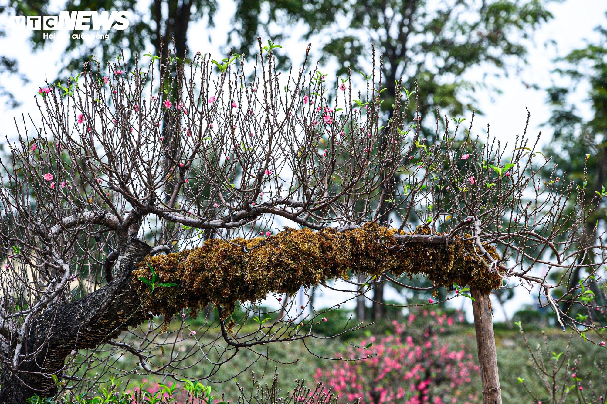 Chủ vườn H&agrave; Nội chăm s&oacute;c đ&agrave;o cổ thụ đ&oacute;n Tết Nguy&ecirc;n đ&aacute;n với r&ecirc;u giữ ẩm - Ảnh 6.