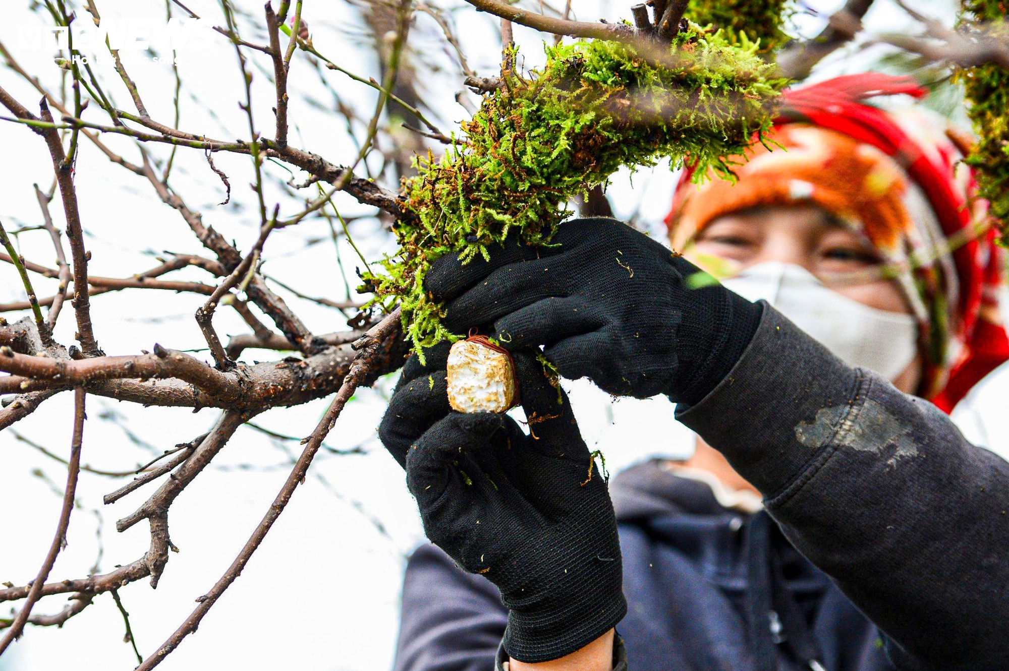 Chủ vườn H&agrave; Nội chăm s&oacute;c đ&agrave;o cổ thụ đ&oacute;n Tết Nguy&ecirc;n đ&aacute;n với r&ecirc;u giữ ẩm - Ảnh 7.