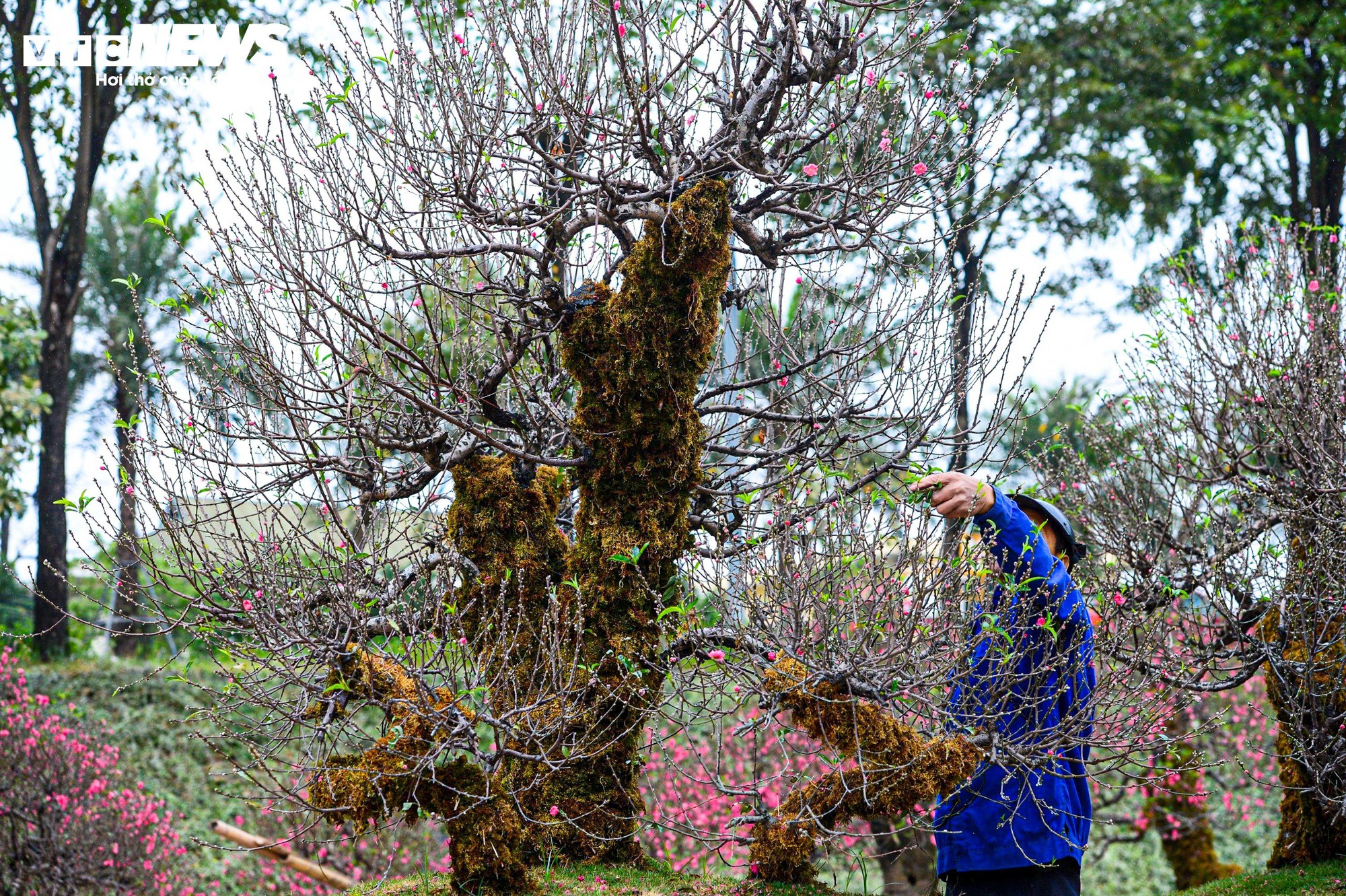 Chủ vườn H&agrave; Nội chăm s&oacute;c đ&agrave;o cổ thụ đ&oacute;n Tết Nguy&ecirc;n đ&aacute;n với r&ecirc;u giữ ẩm - Ảnh 8.