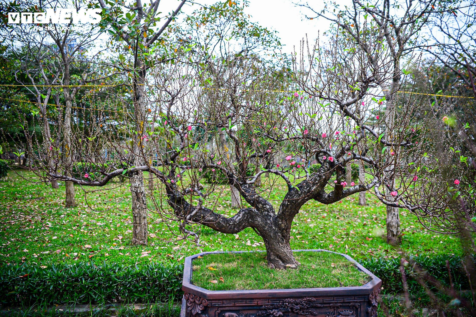 Chủ vườn H&agrave; Nội chăm s&oacute;c đ&agrave;o cổ thụ đ&oacute;n Tết Nguy&ecirc;n đ&aacute;n với r&ecirc;u giữ ẩm - Ảnh 9.