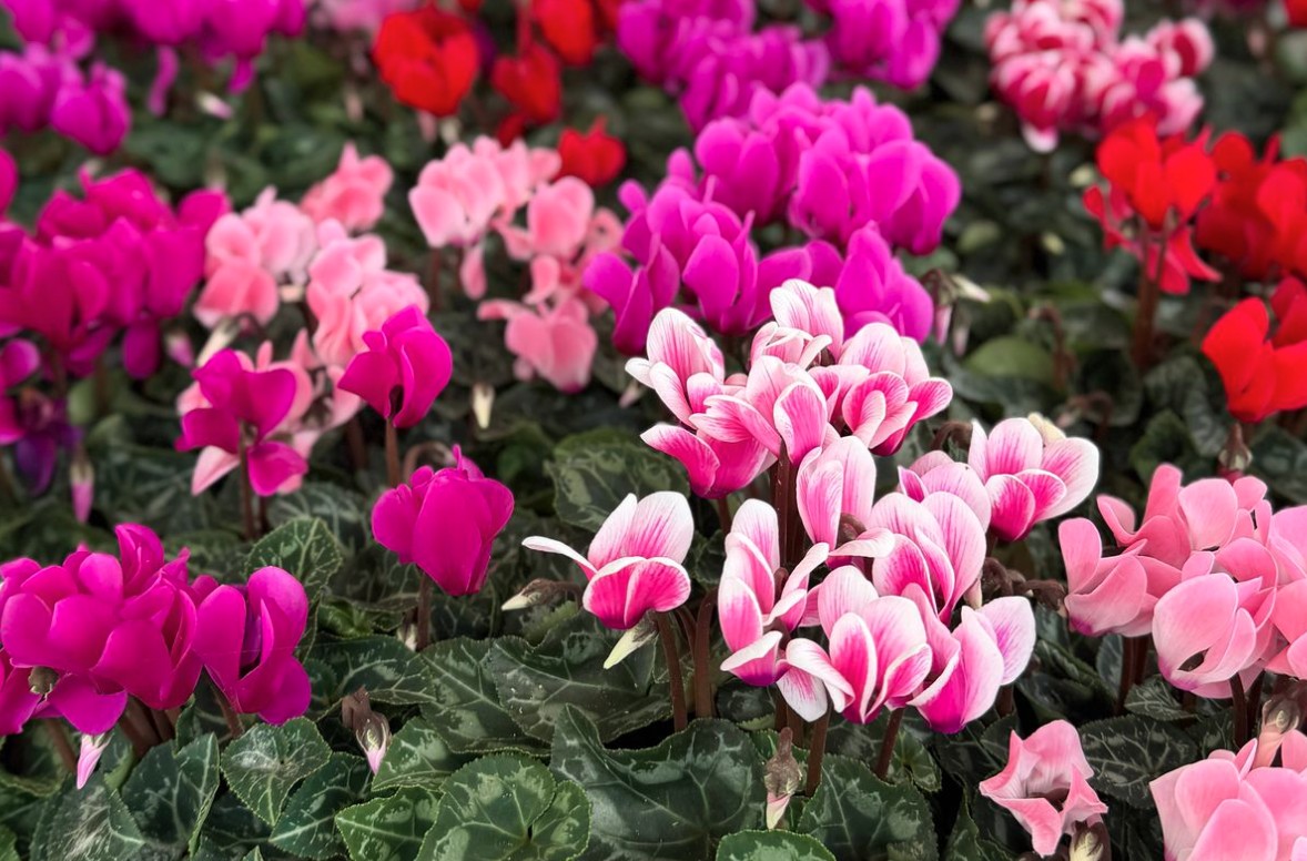 Hoa Anh Thao 1769139848010 1769139848331679622874