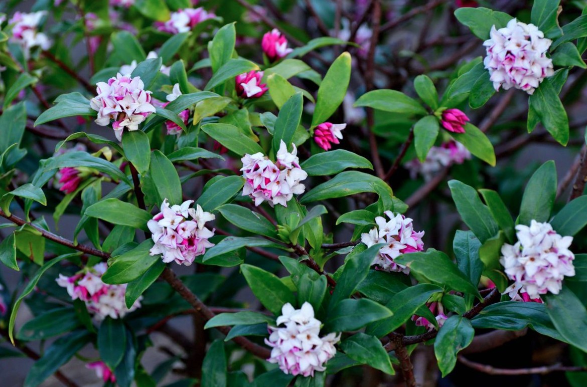 Hoa Thuy Huong 1769139846018 17691398465011515471864