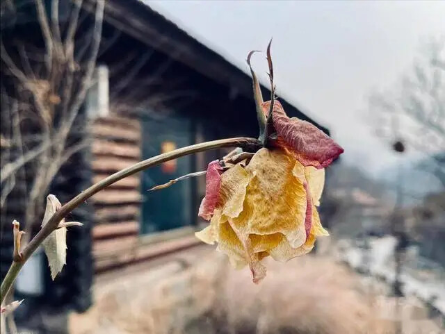 Thầy Phong Thủy Nhắc: Có 4 Cây 