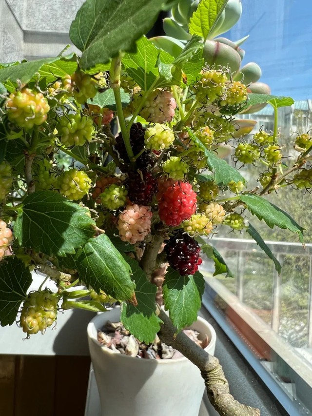 Thầy Phong Thủy Nhắc: Có 4 Cây 